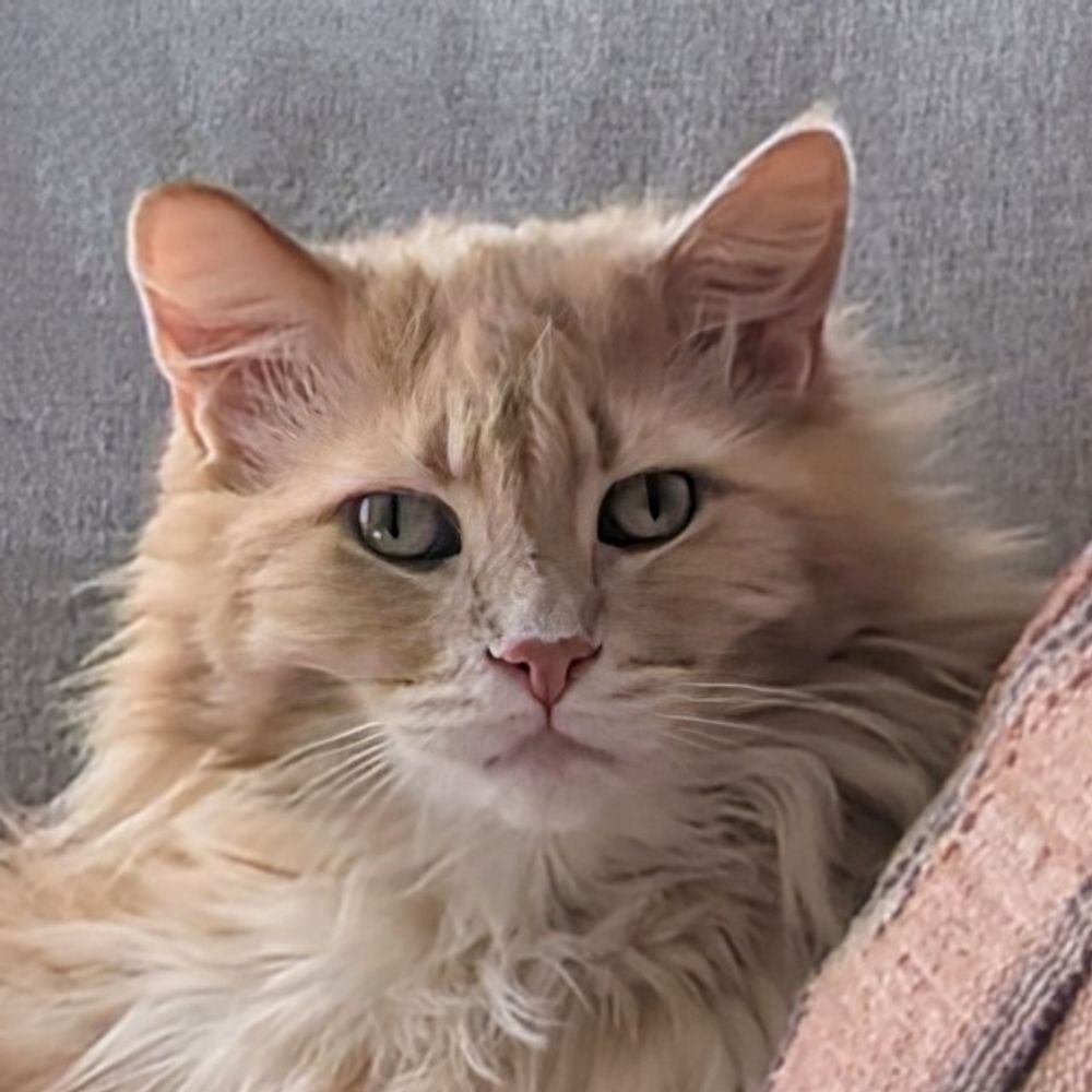 Ginger Cat Dusty