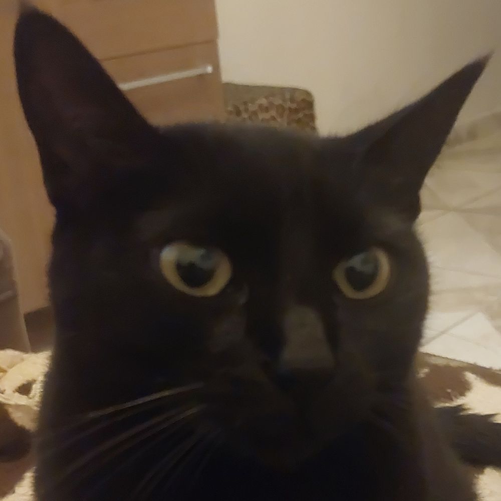 lucasta1.bsky.social