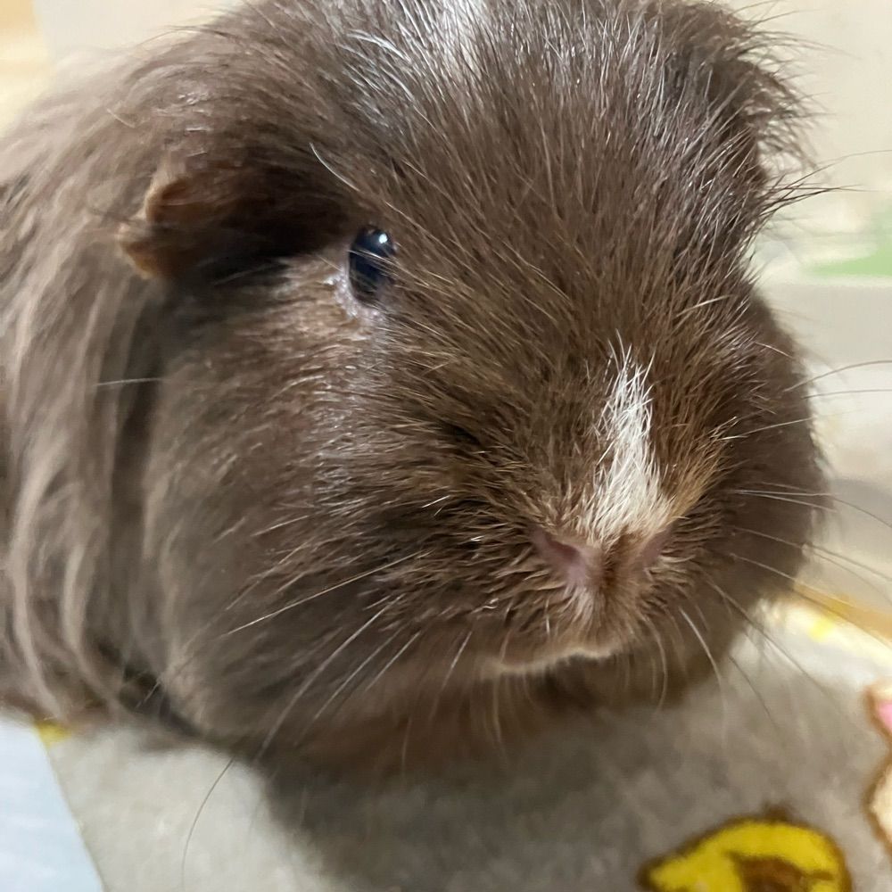 奈都のに