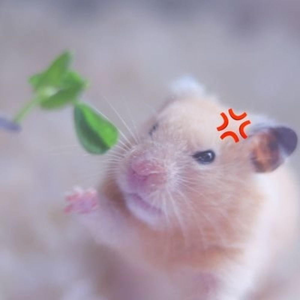 姉イカ.ˣˣˣ