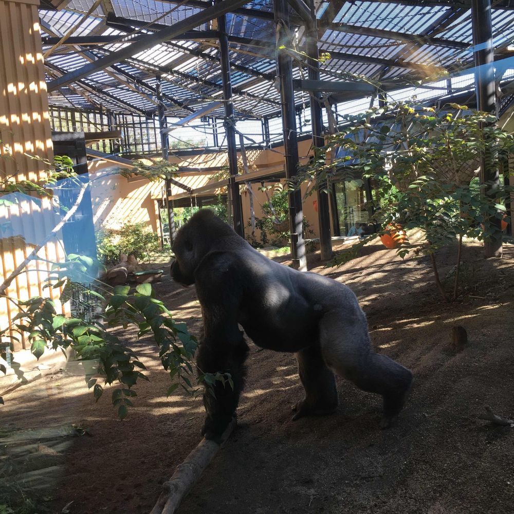 LuvGorilla