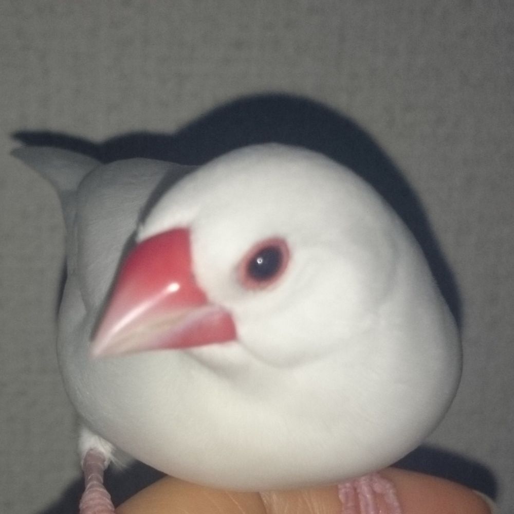 文鳥のとりこさん　🕊️