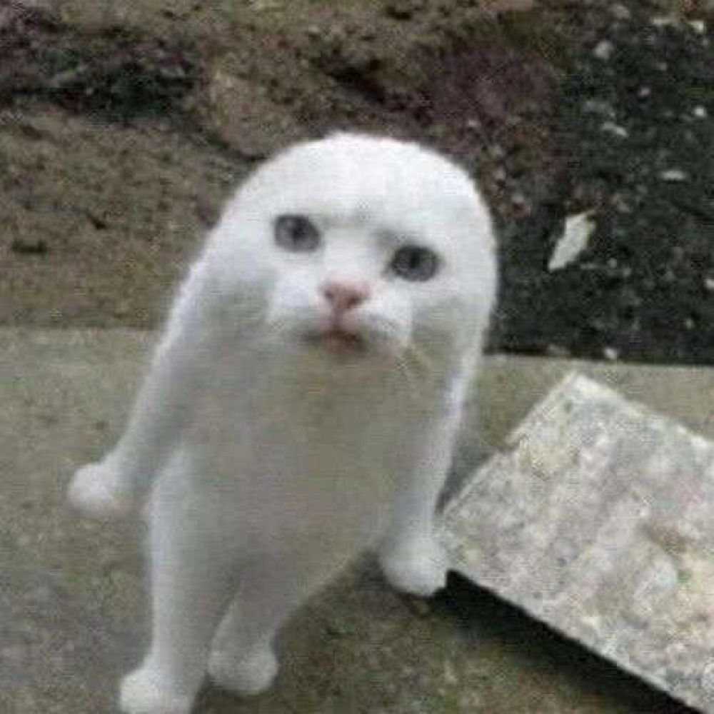みょんこﾑｽ