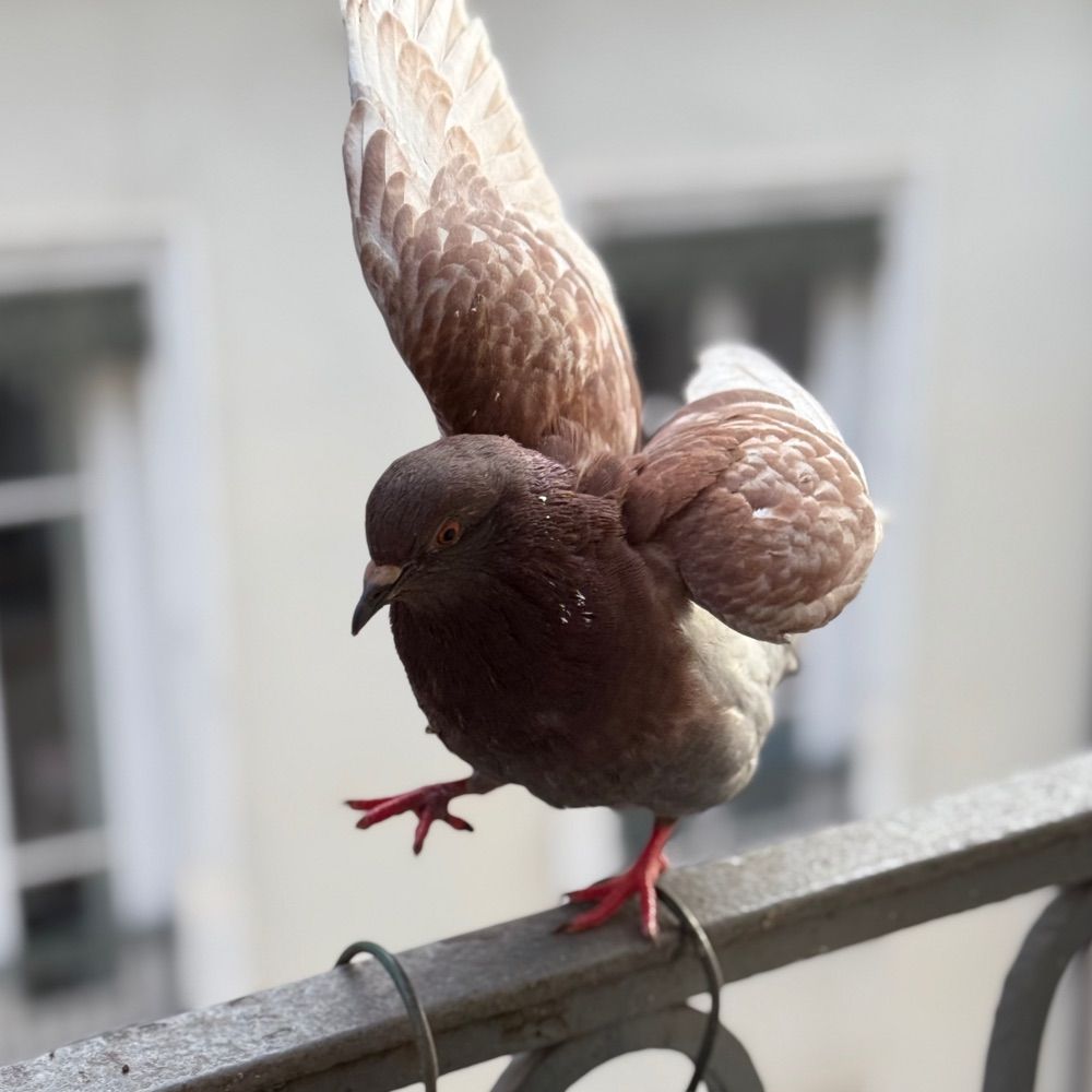 Pigeon Camaro