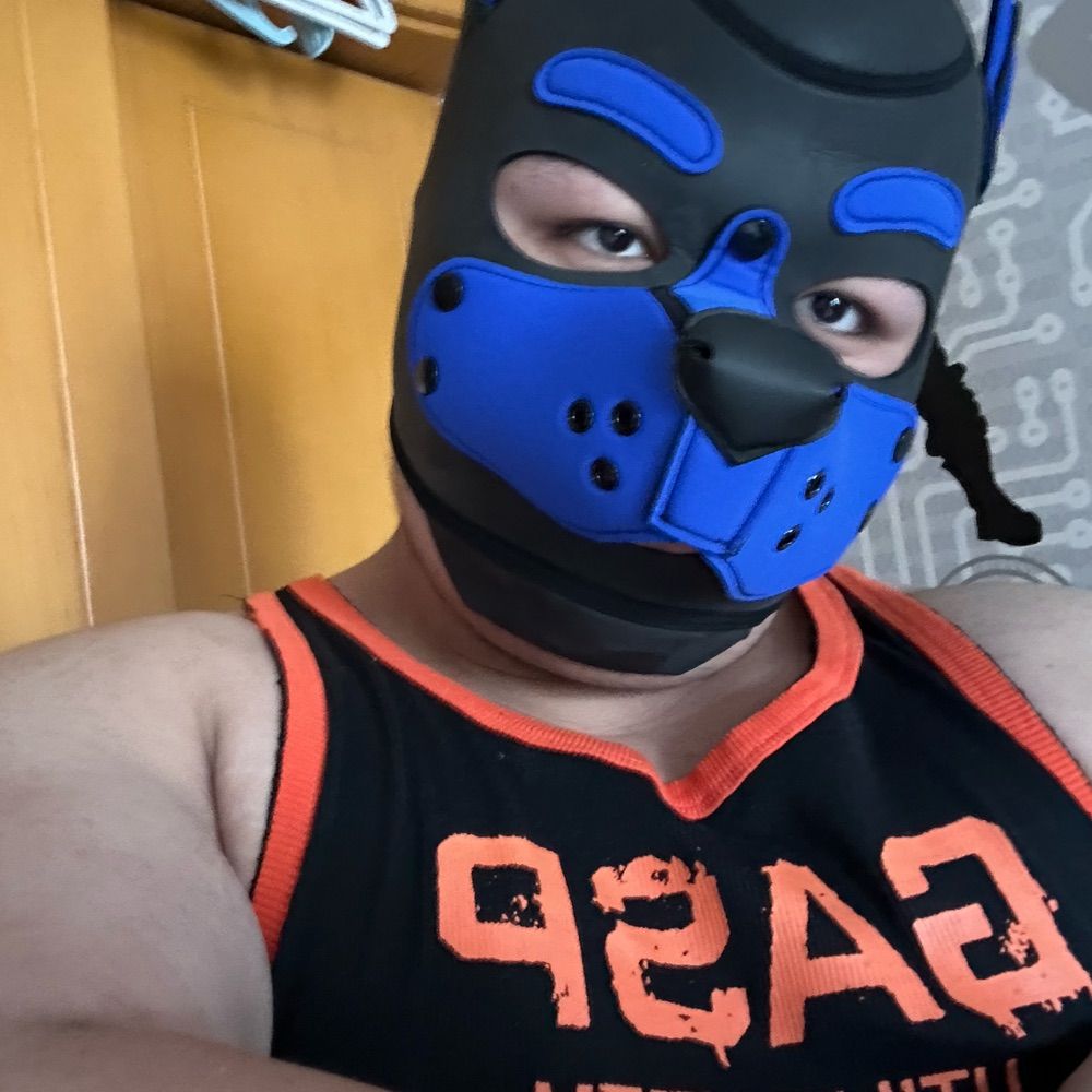 Bear-polar-b