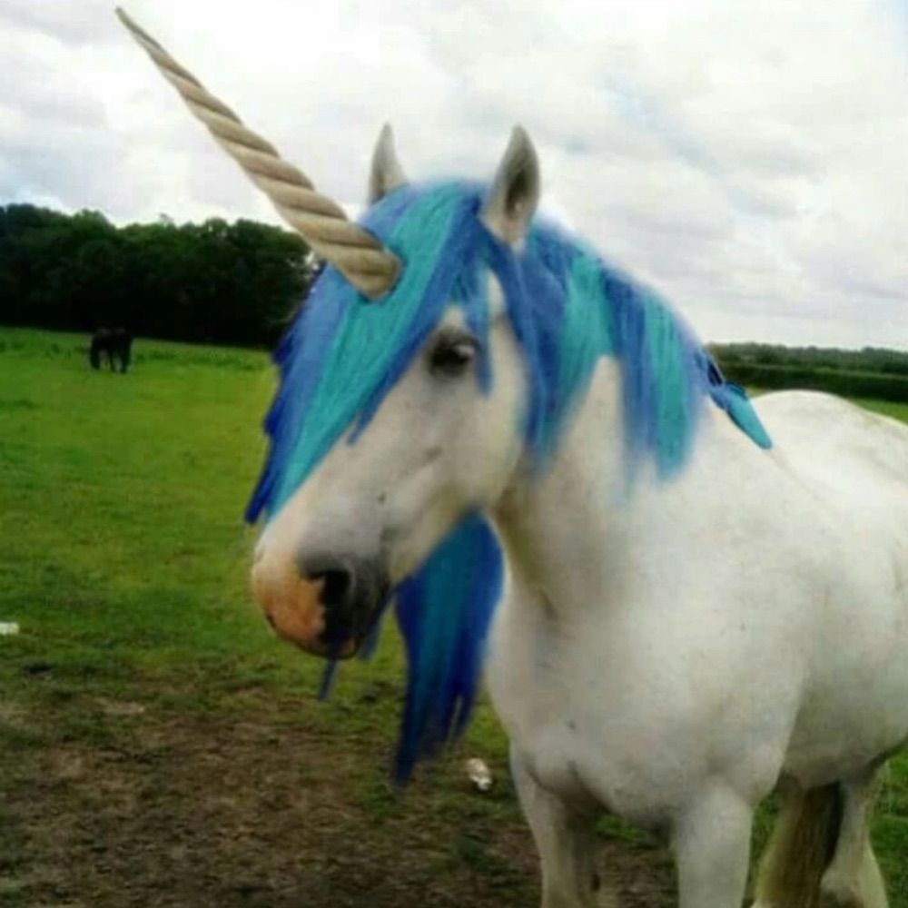 jester