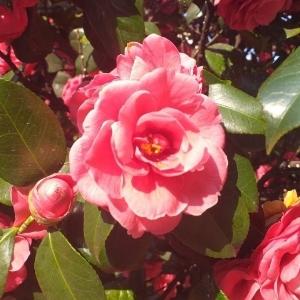 🌺르뤼에의 잠꾸러기