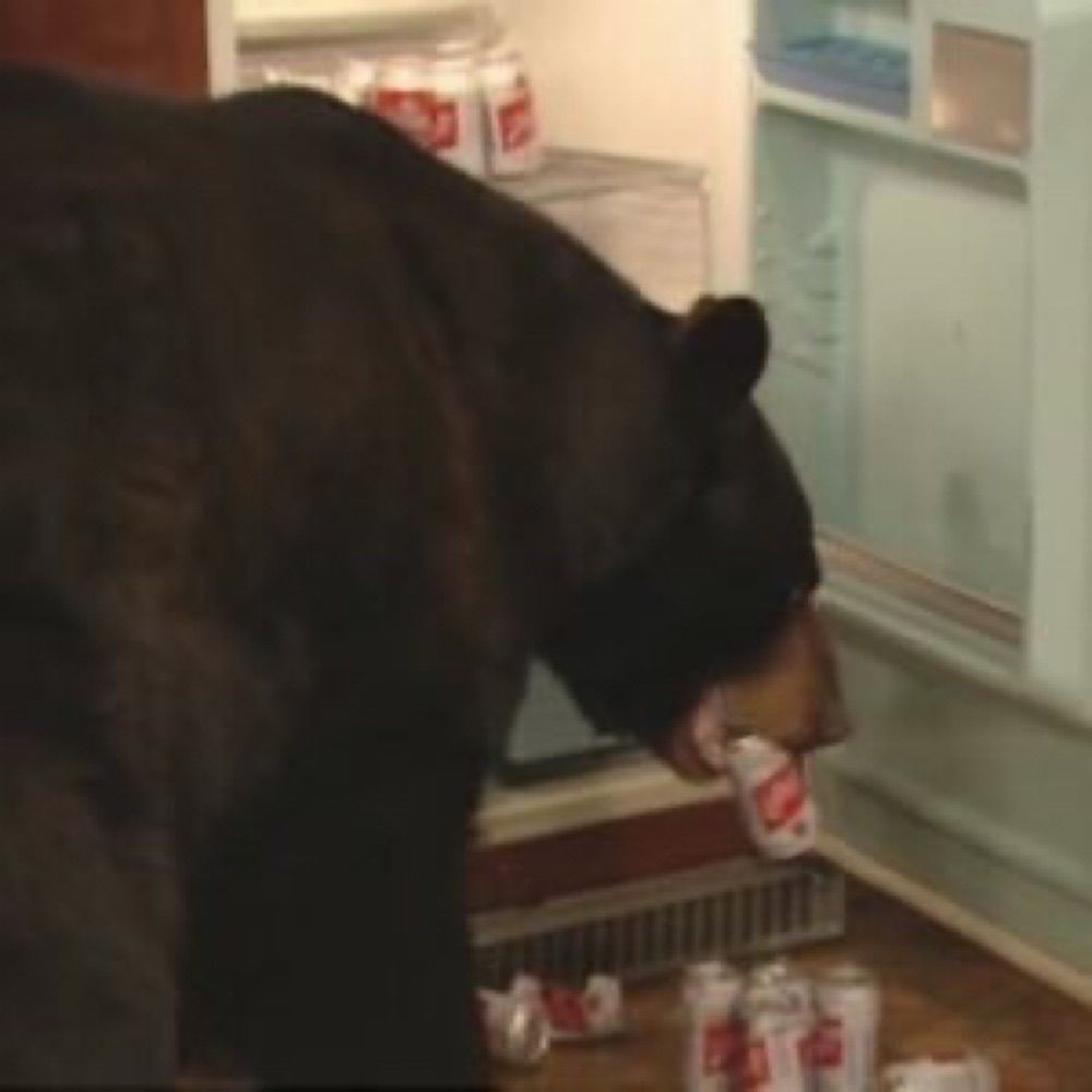 Prevertbear