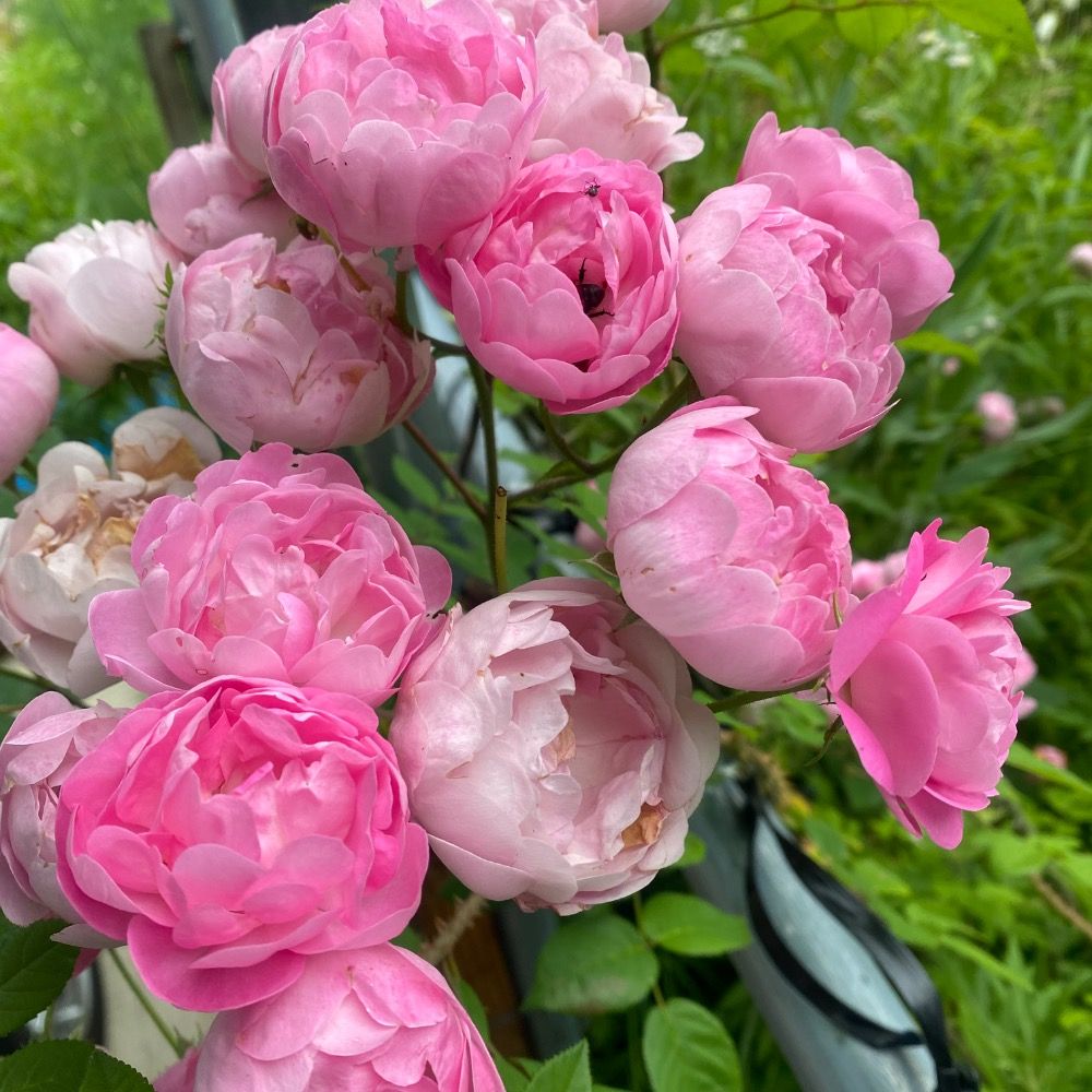 薔子