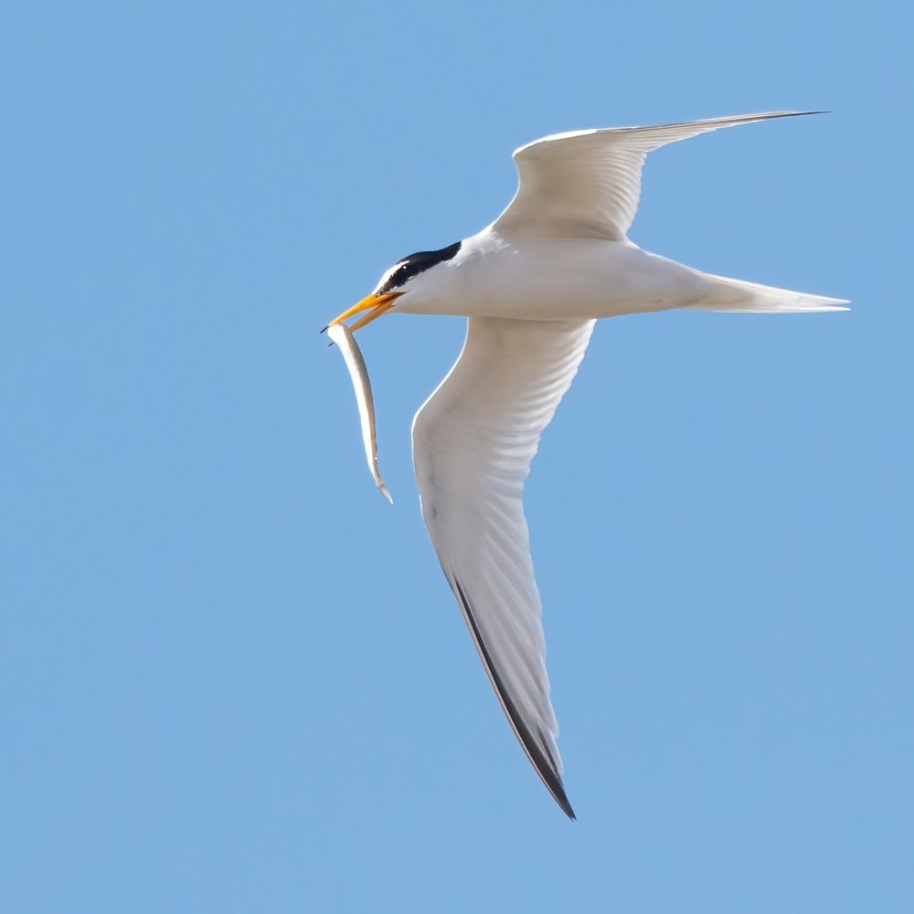 Little Terns at Beacon Lagoons