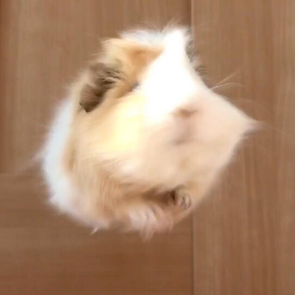 최빔빔