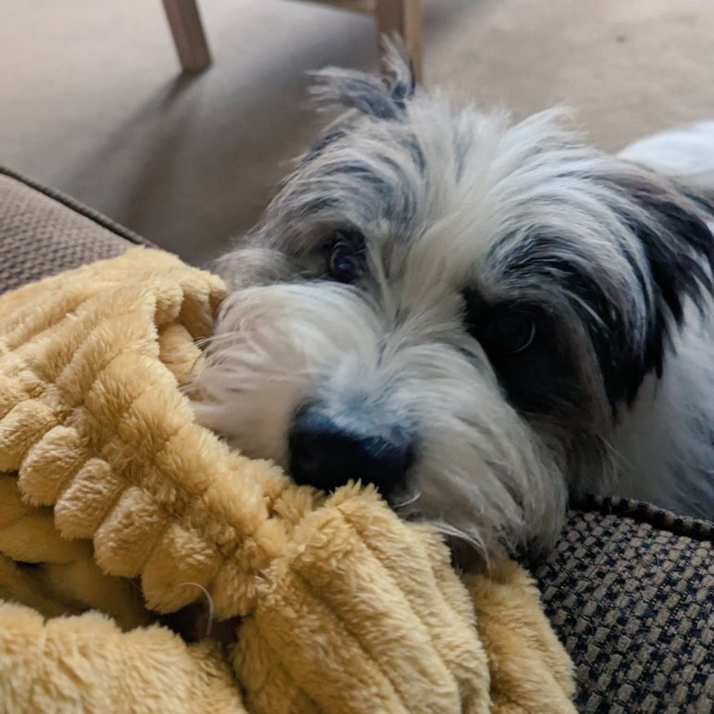 Sam