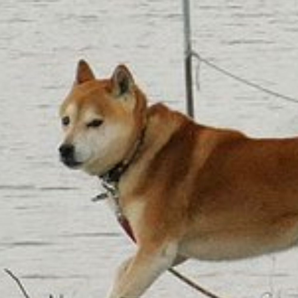 人
