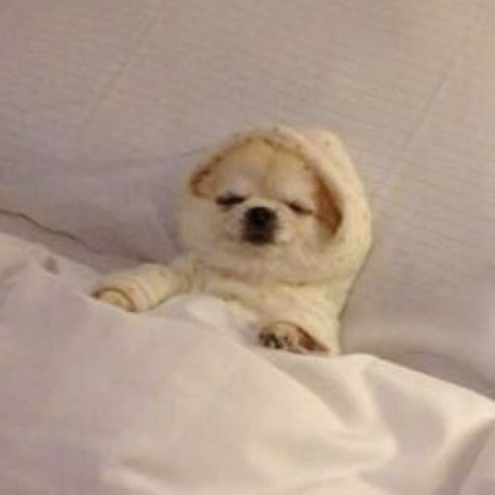 smadchihuahua