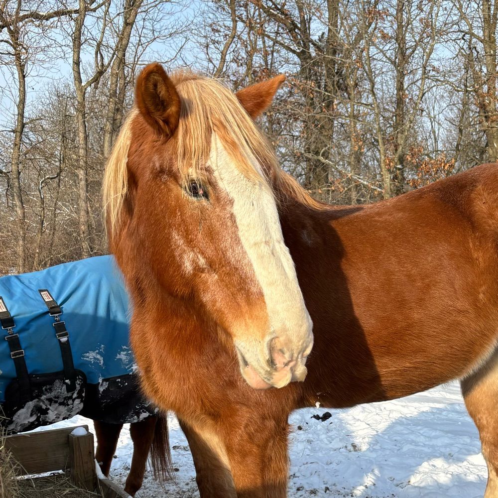 OATS equine