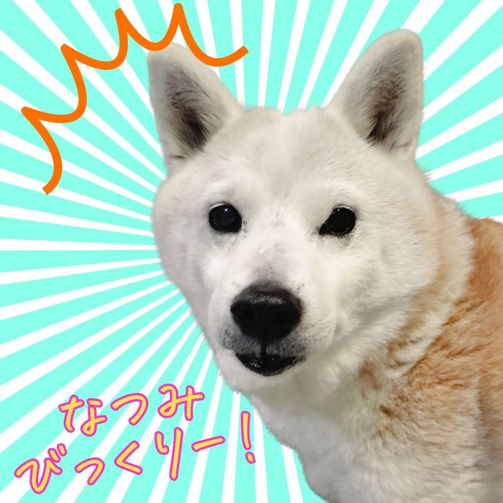 しば犬・シーラカンス・なつみ