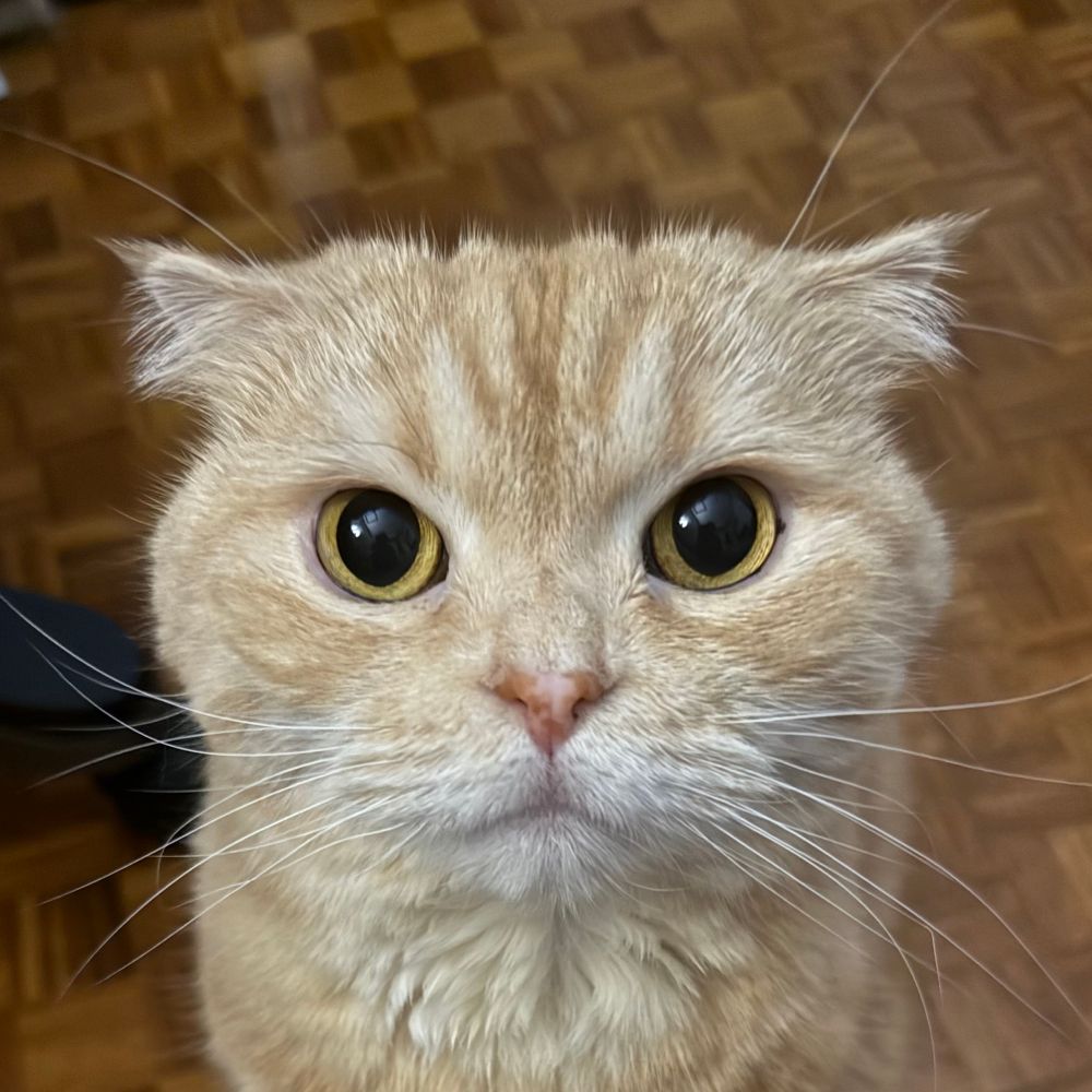 むぎこ