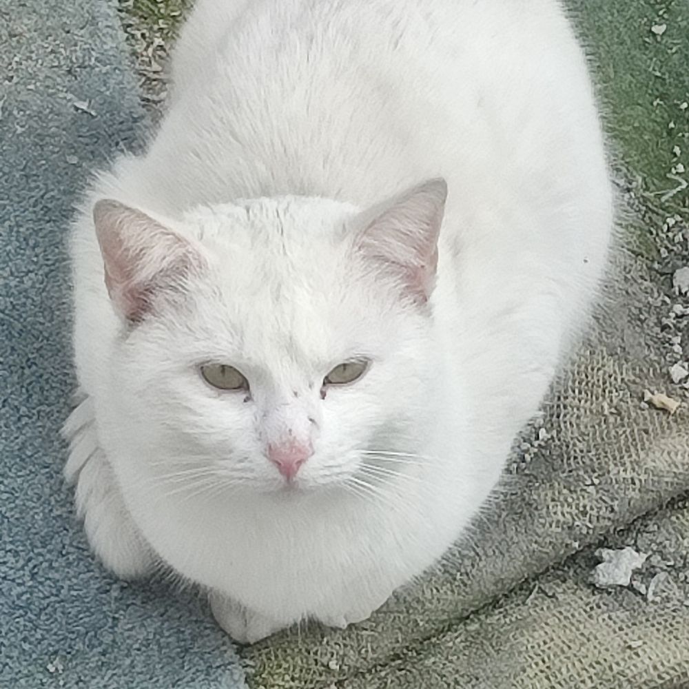 Sissì, comenò.