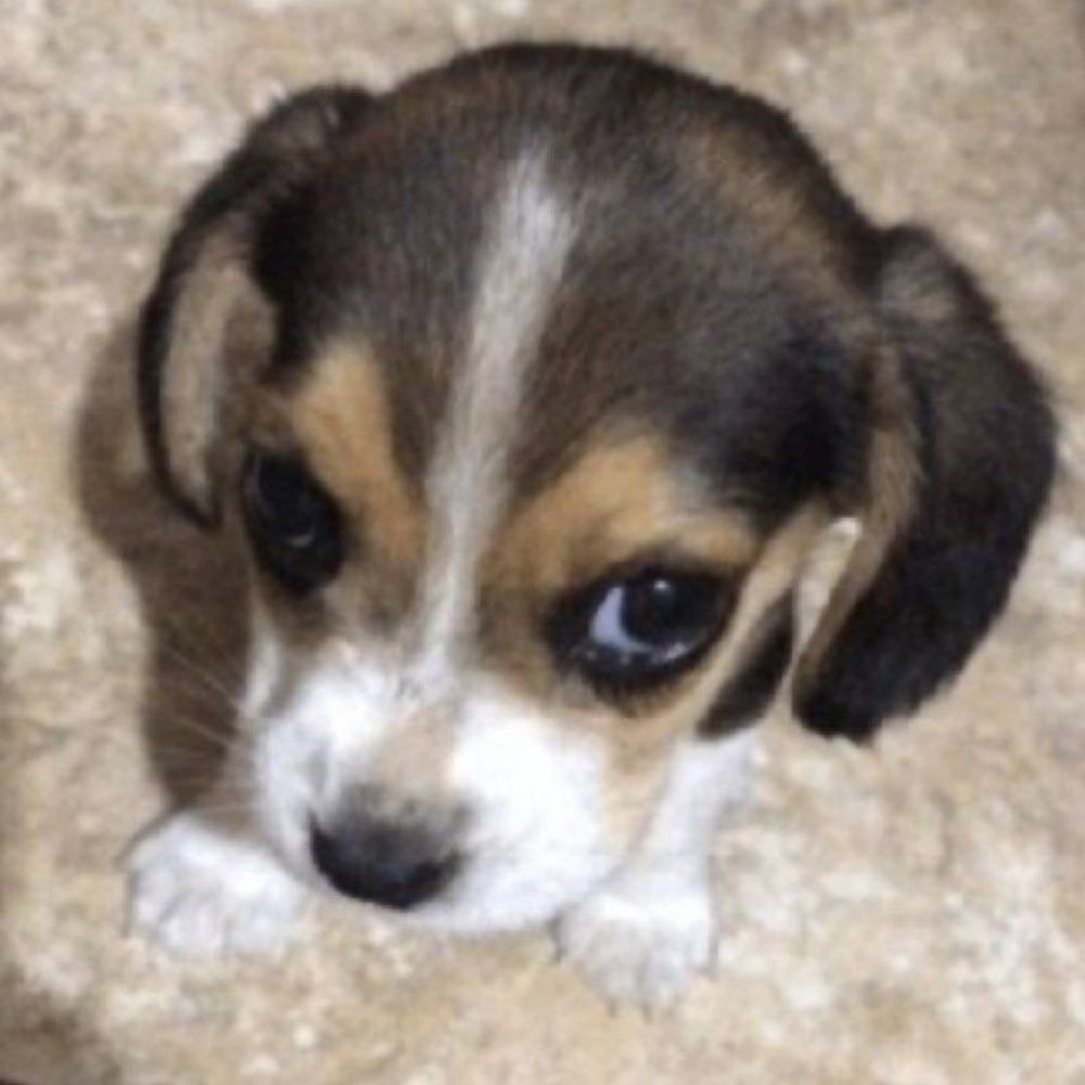 felipe