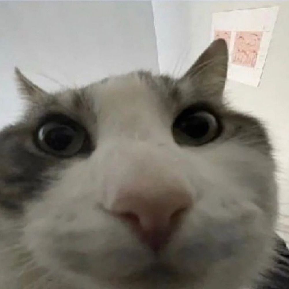 Renobato_