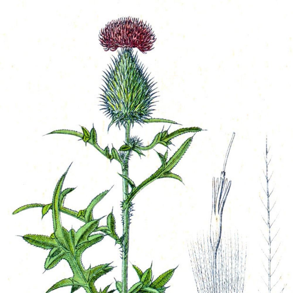 Spear Thistle (Cirsium vulgare)