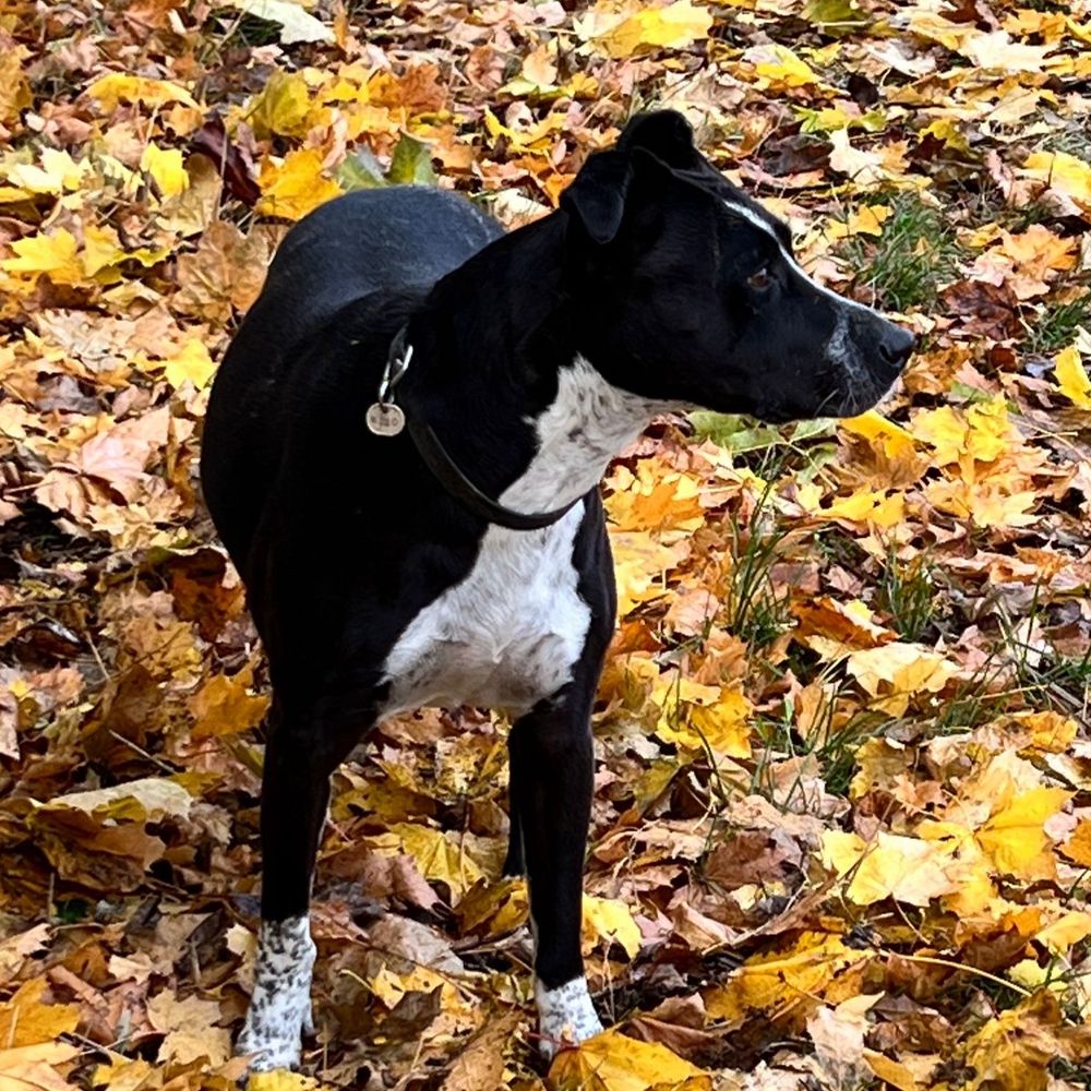 Rudi