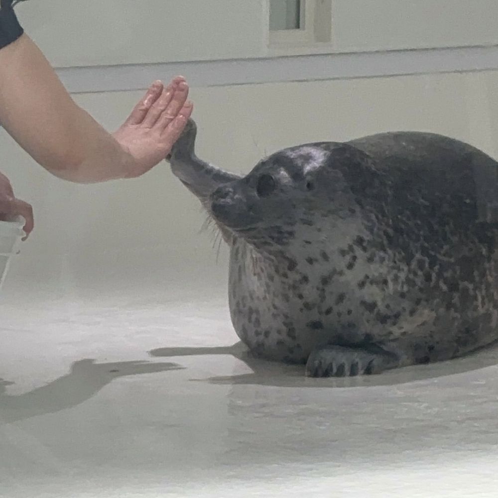물개
