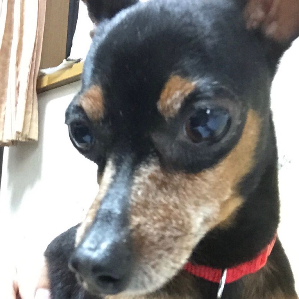 K-SUKE