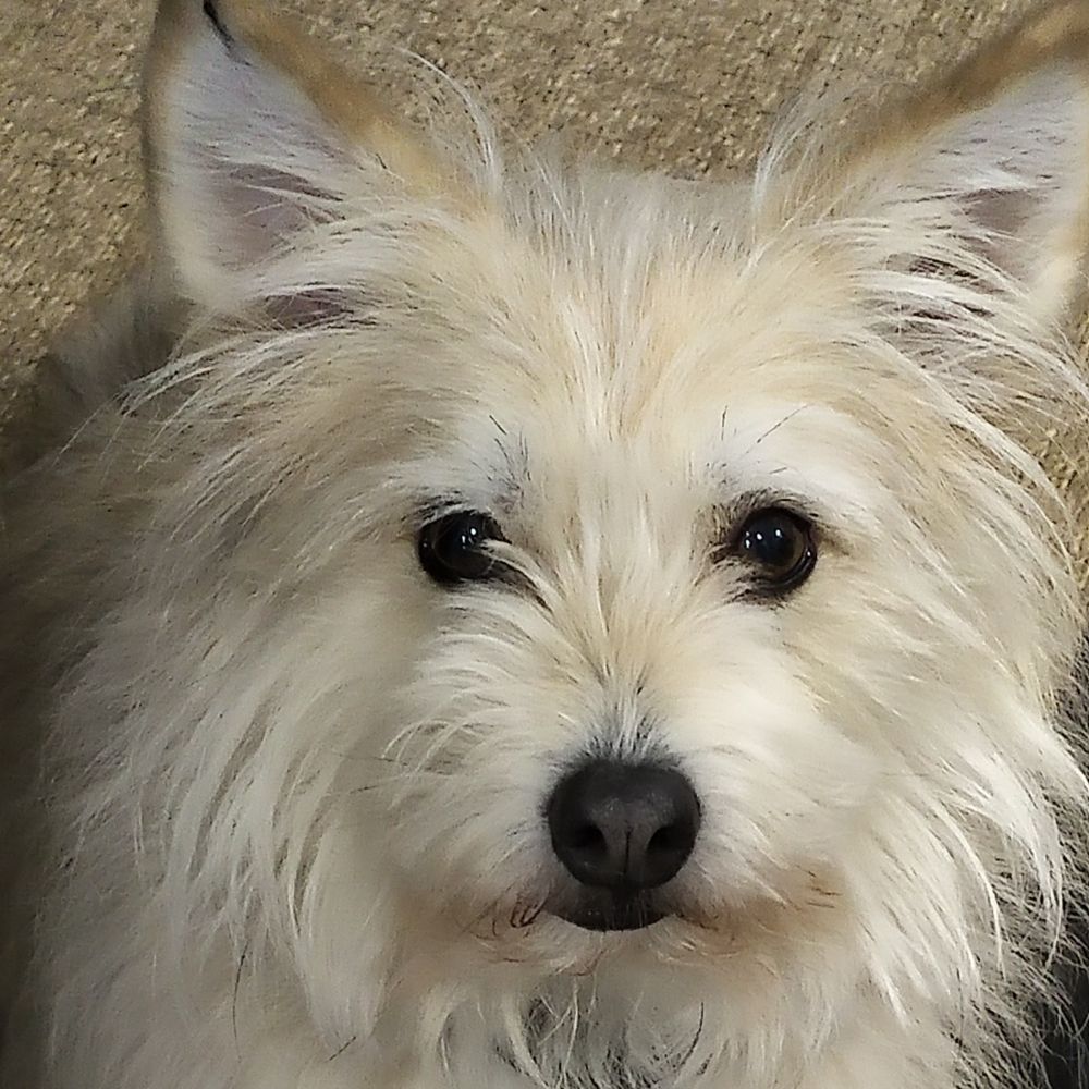 TrueNorth🇨🇦🇫🇷🇬🇧🇺🇦🇬🇱🇪🇺🇯🇵🏳️‍🌈🇺🇸🇧🇷