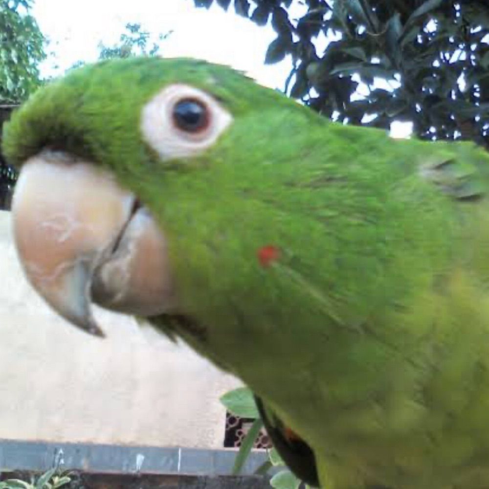 Maritaca