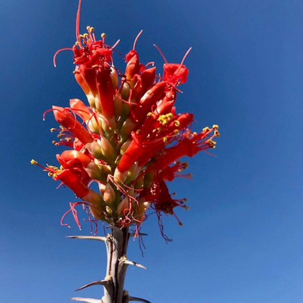 Cactus Flower