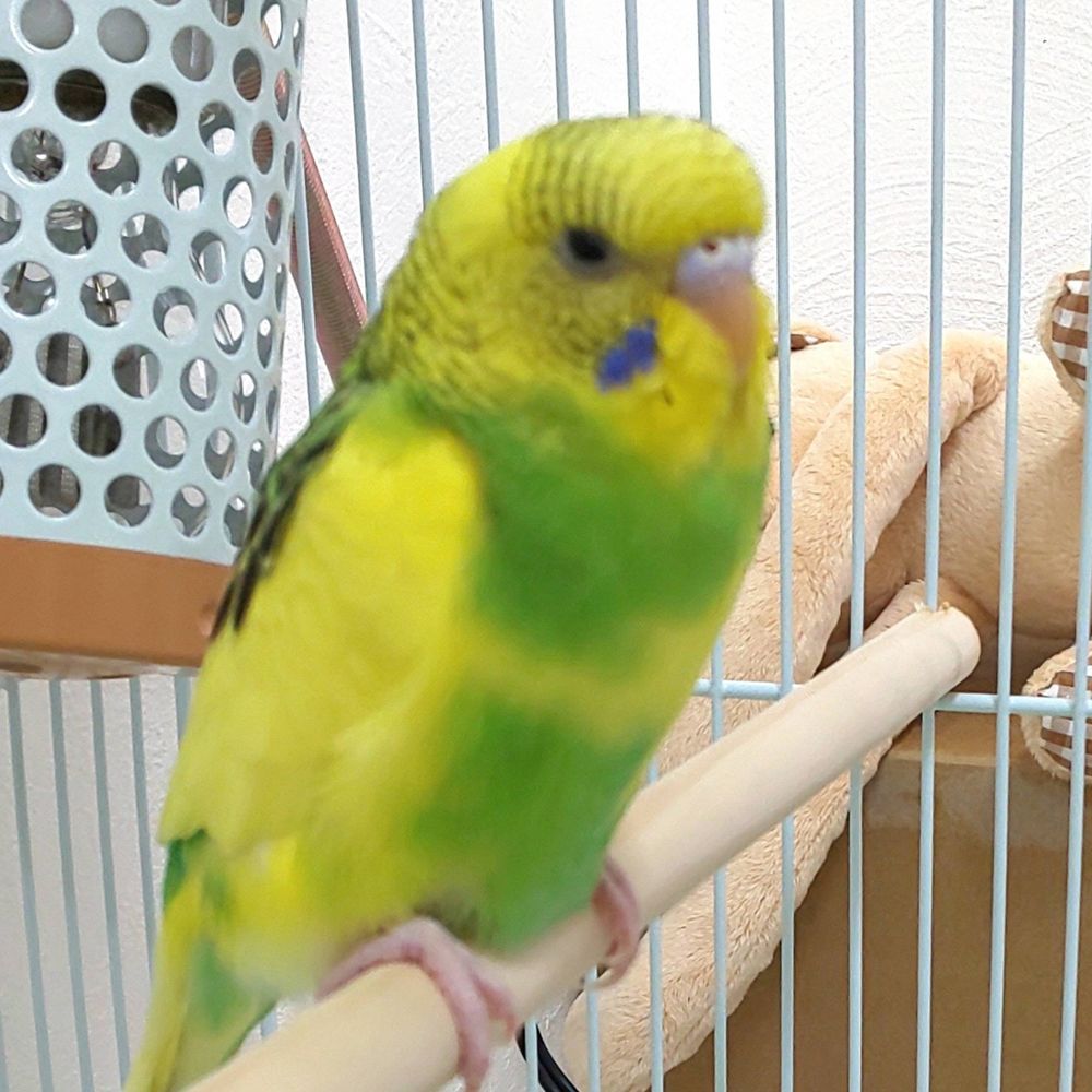 レモンの飼い主
