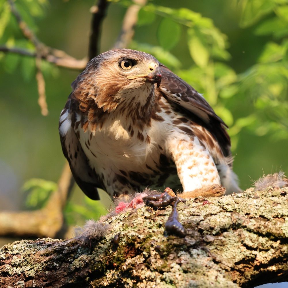 Red Tailed Skies