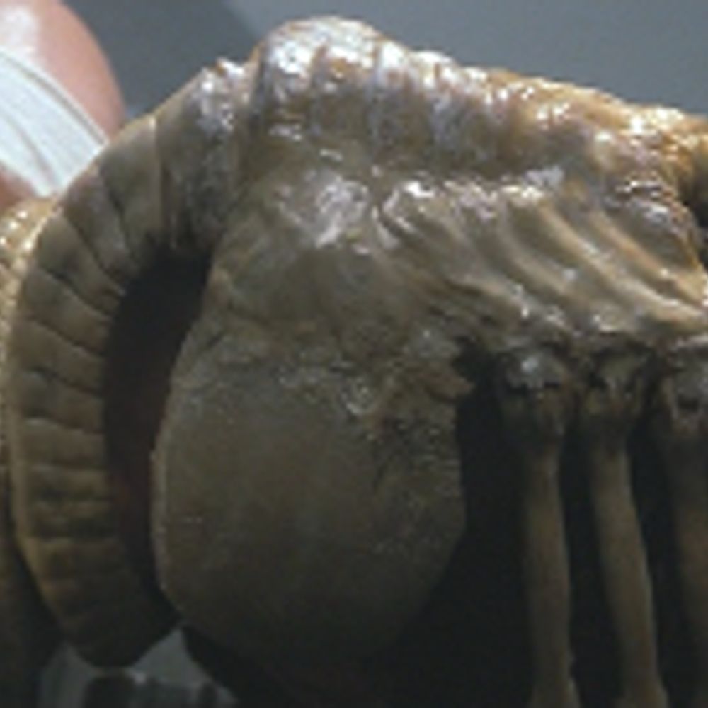 Facehugger
