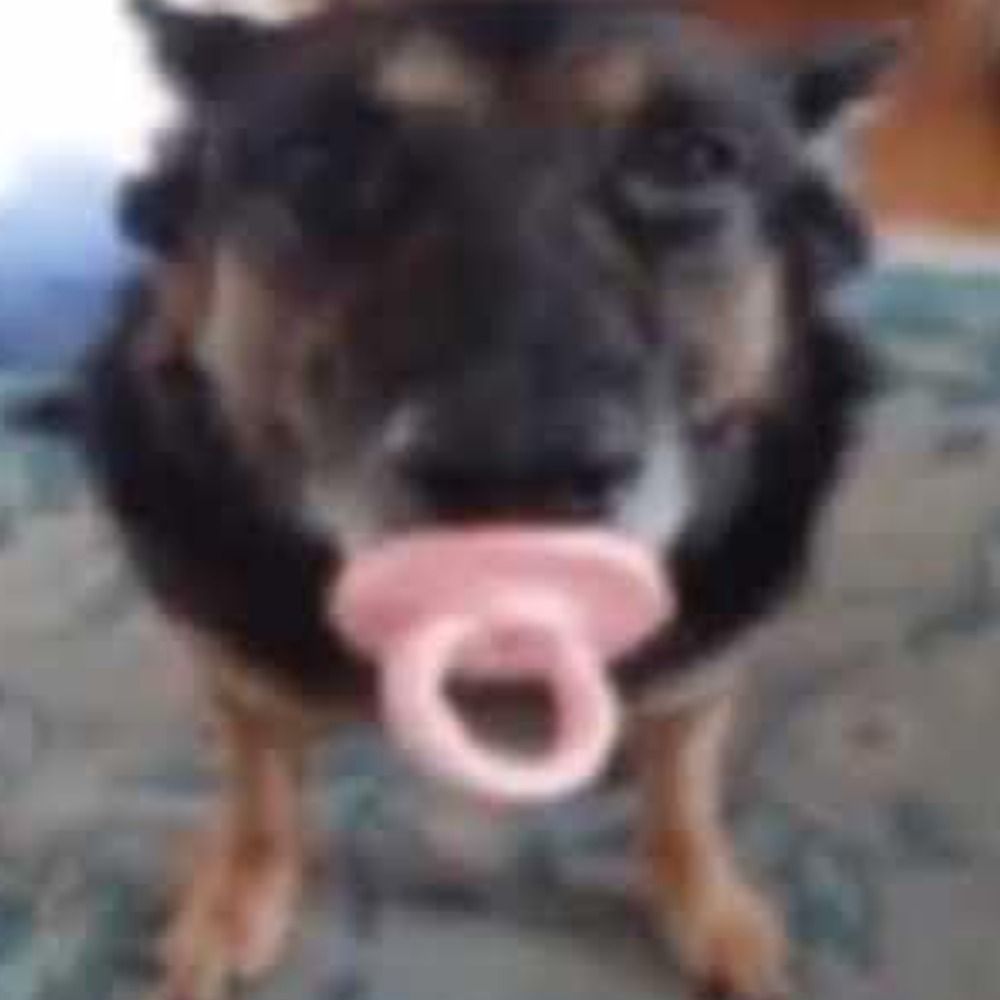 cachorro chupetão