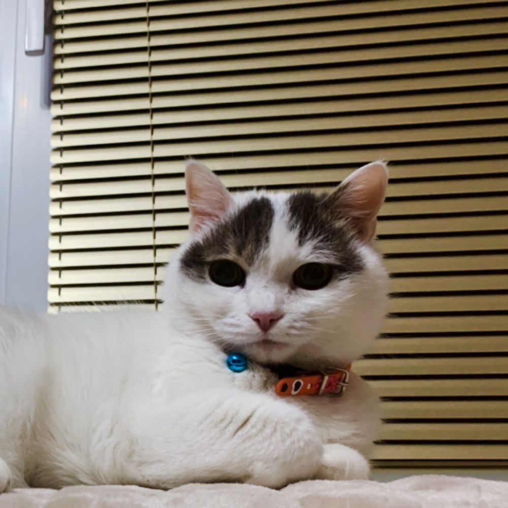 Cat Menka