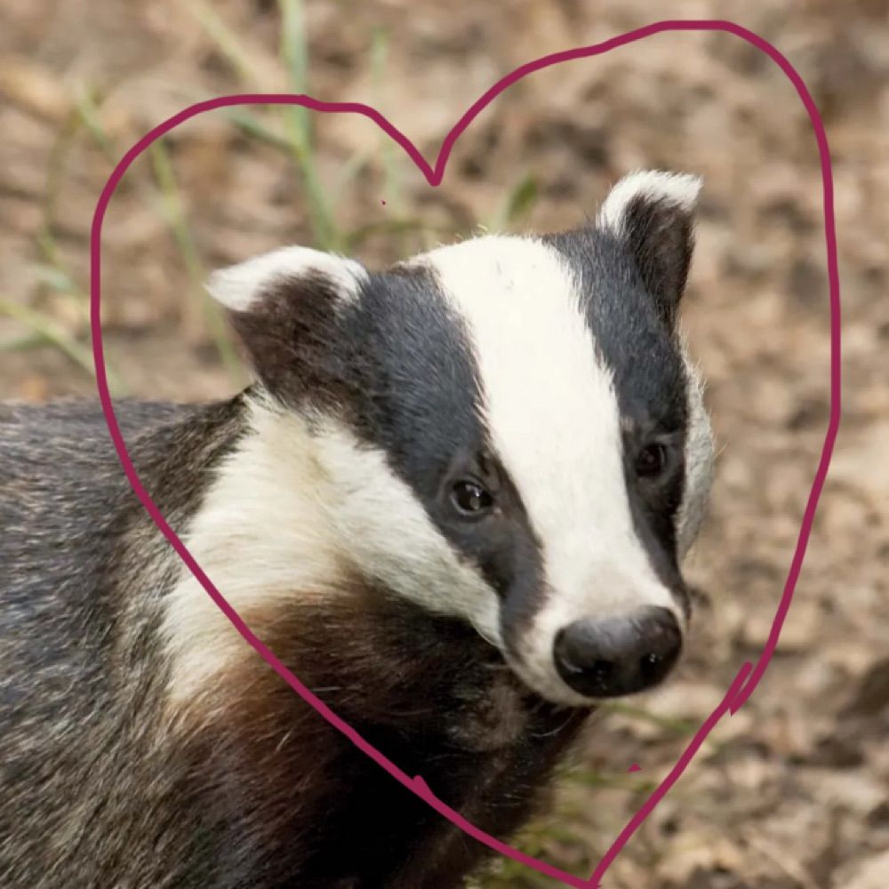 Mrs. Sex Badger