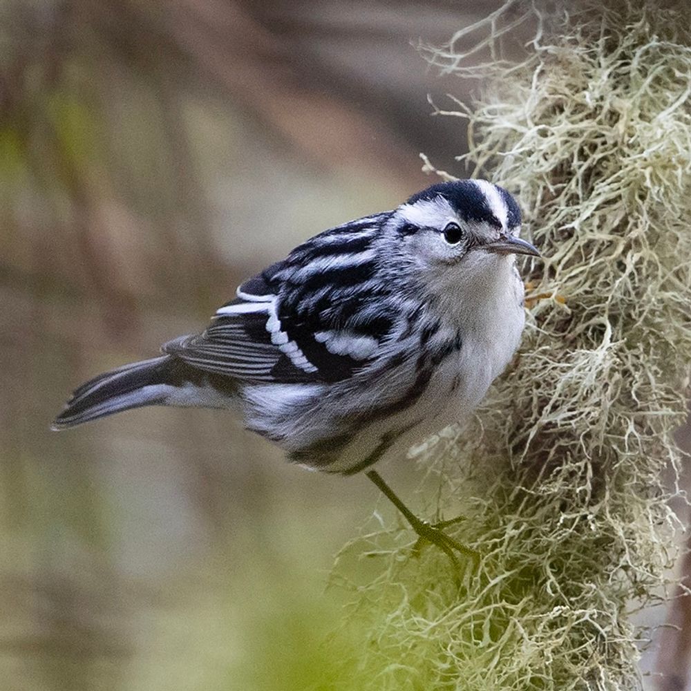 Scilly Birding