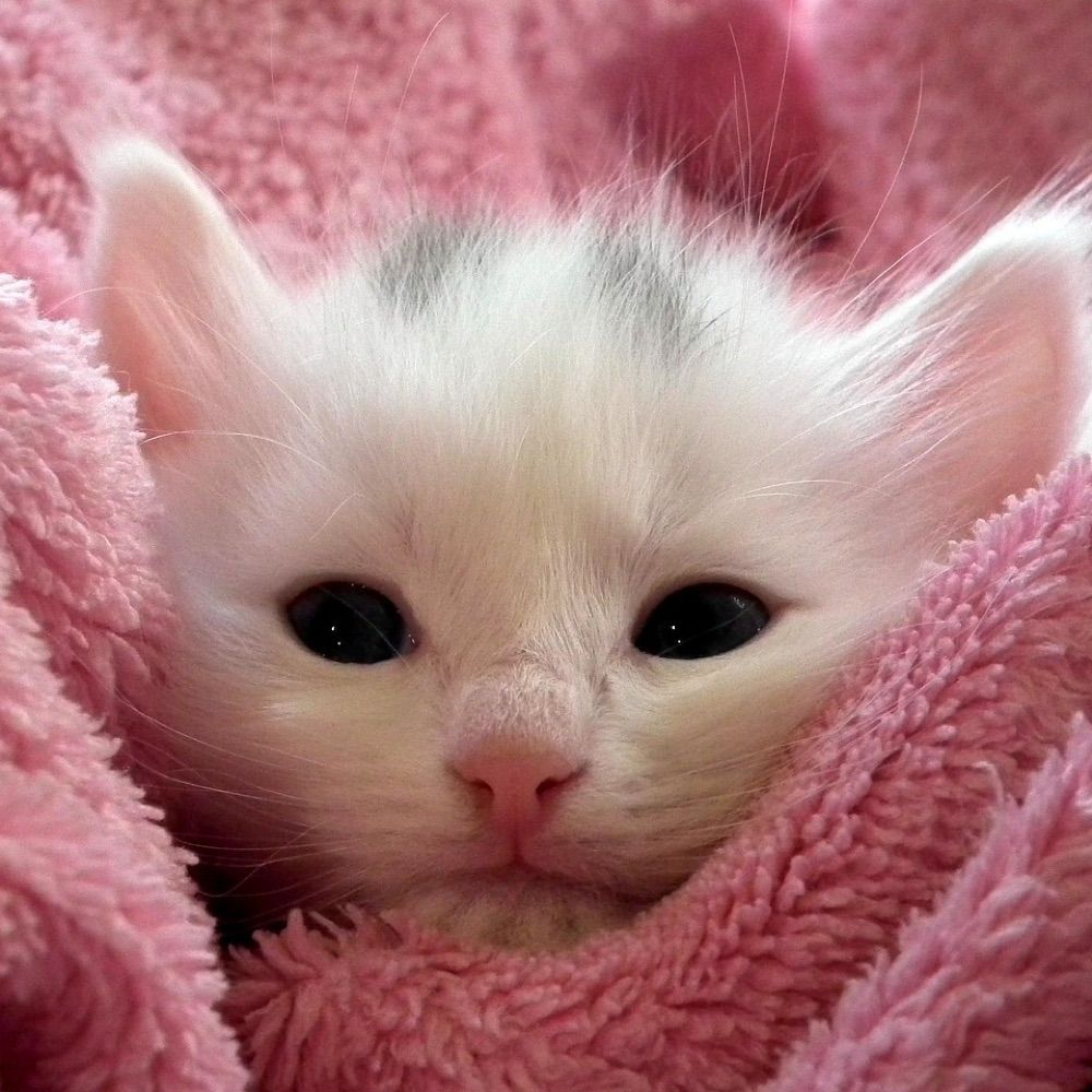 an itty bitty kitty