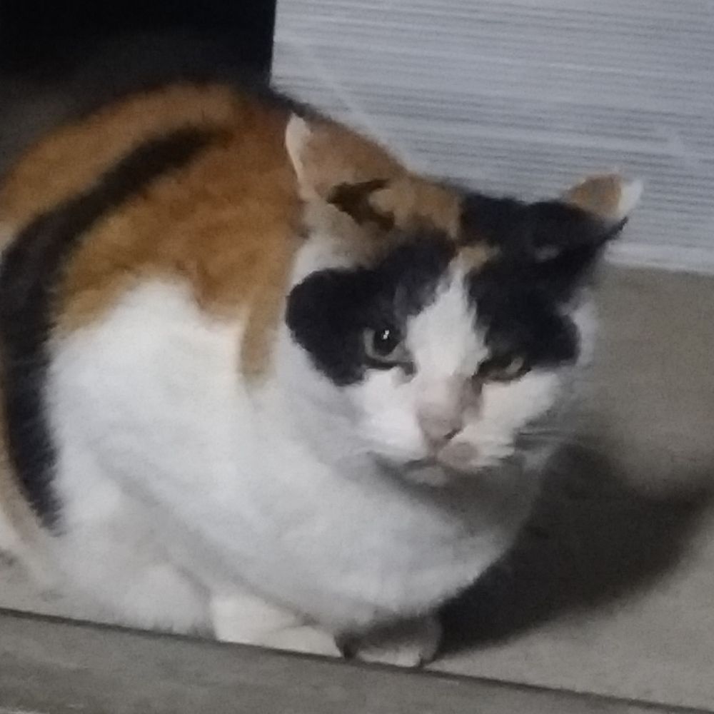 ばし
