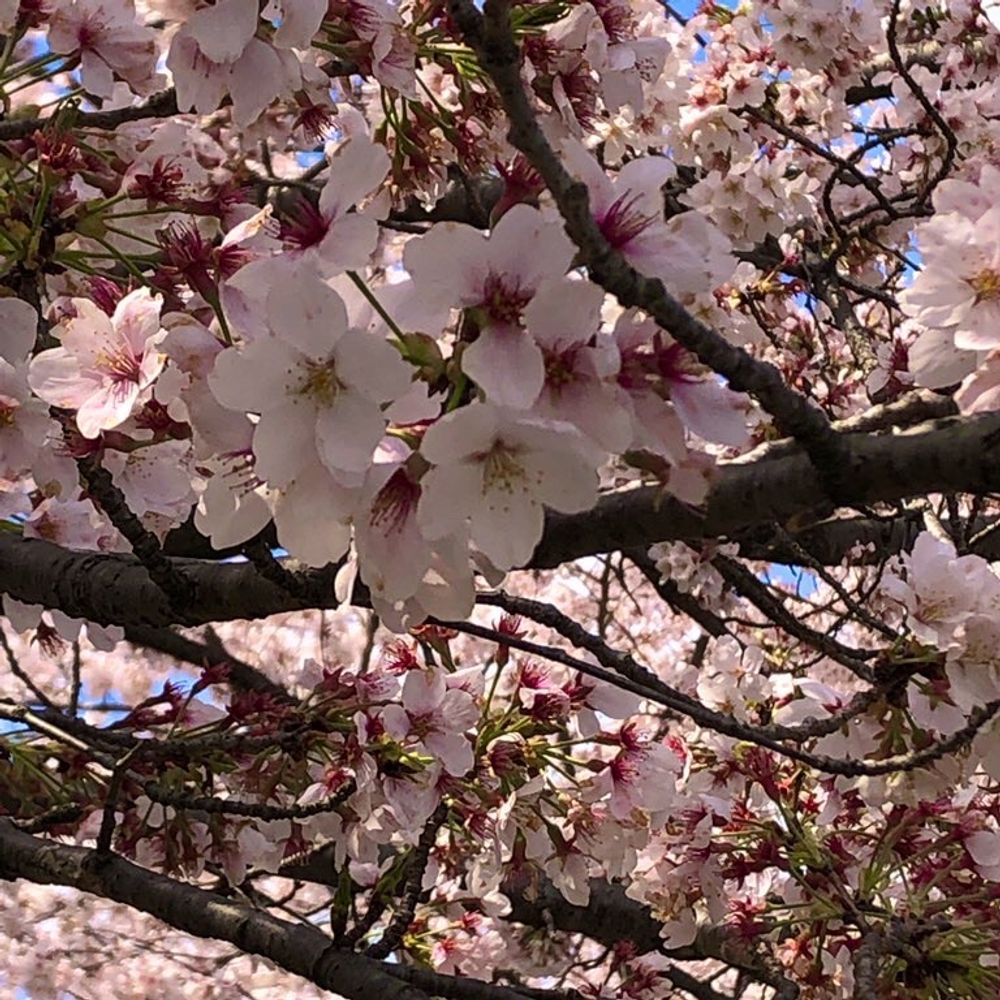 あおい🌸