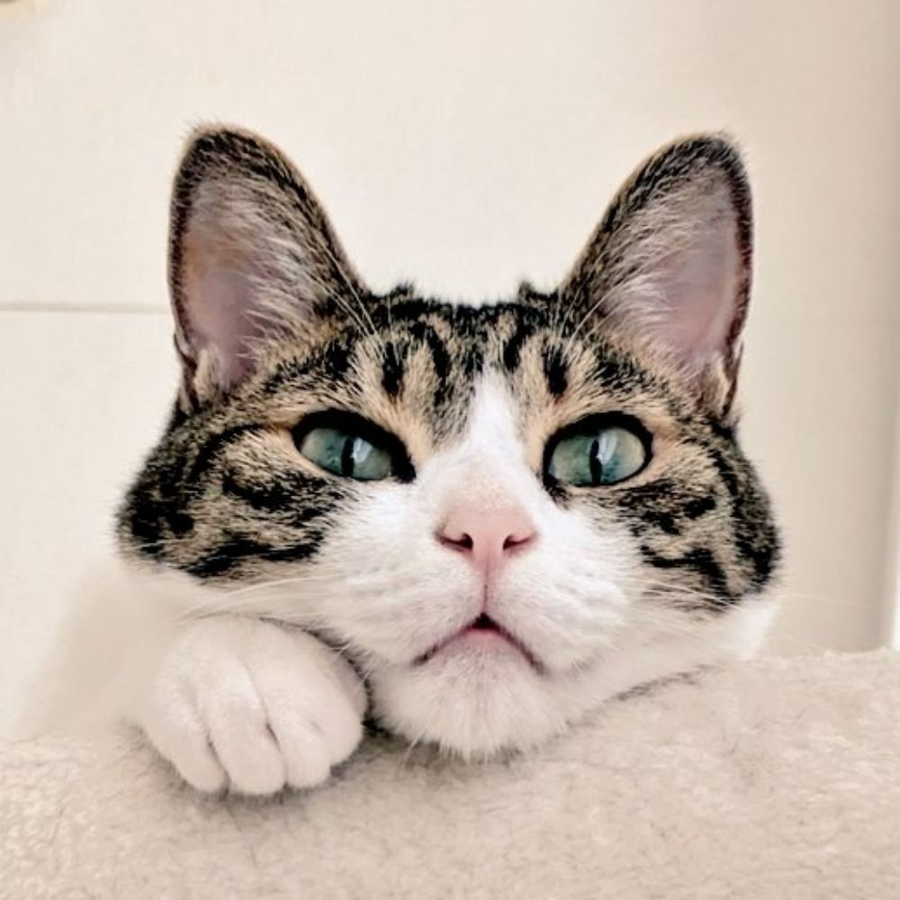 やまぐちまお