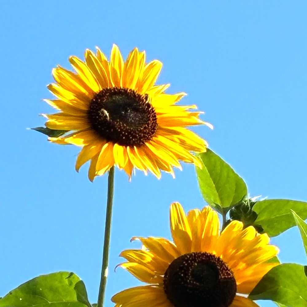 Sunshine Gerry