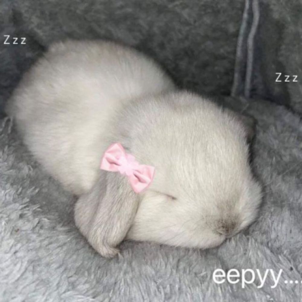 hachibunny ꣑ৎ