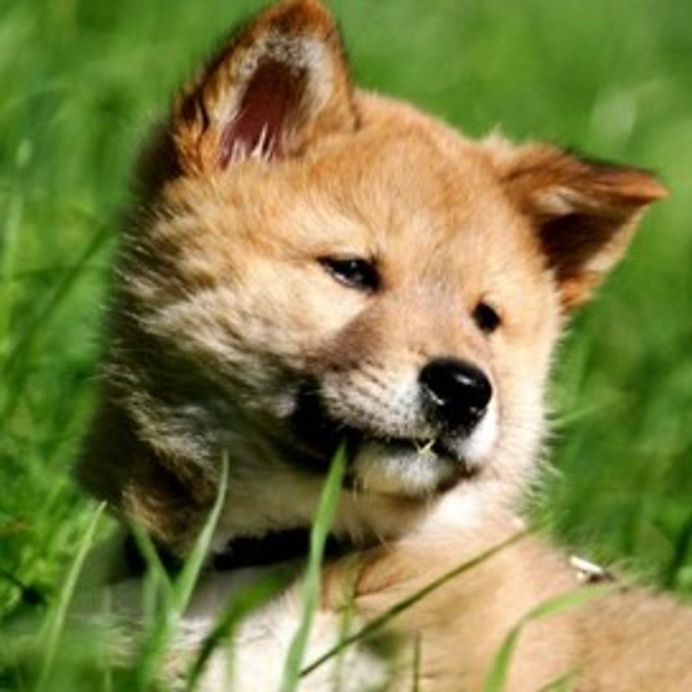 dingo