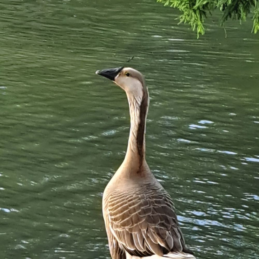 Goose on the Loose