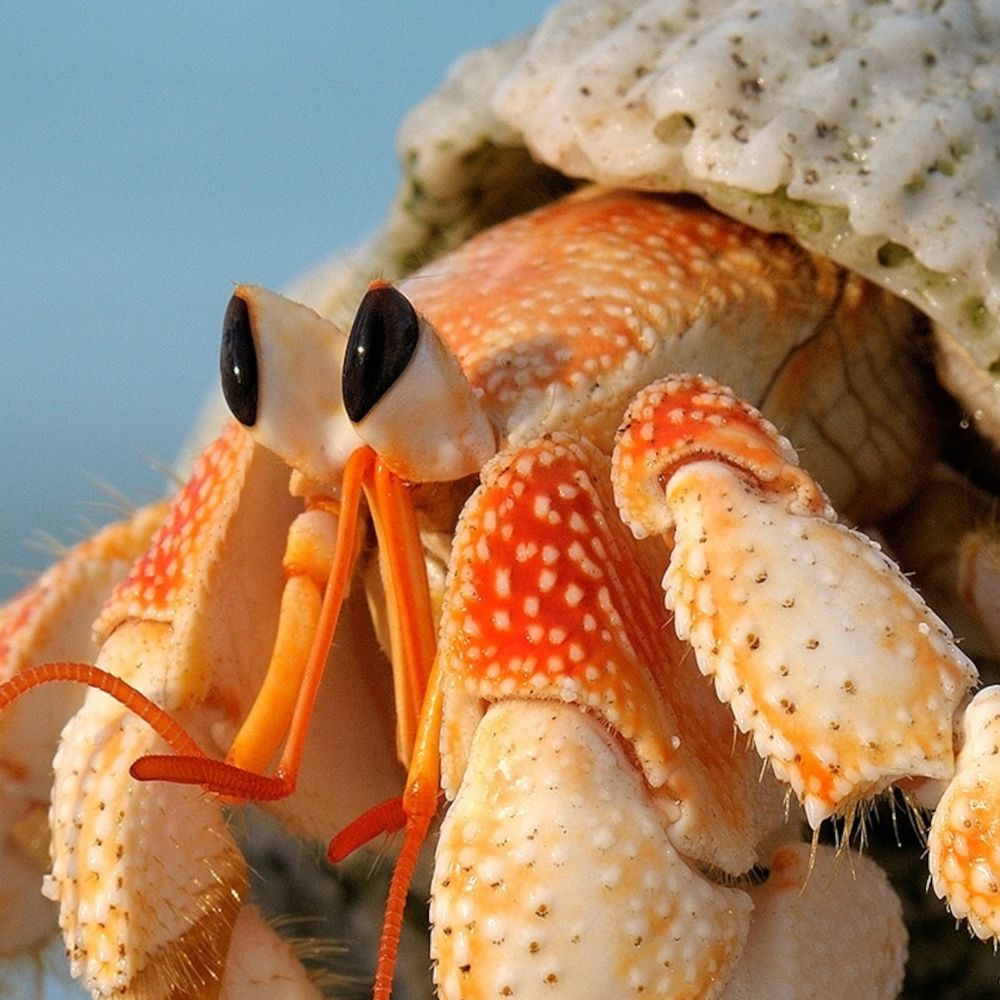 Goblin Crab