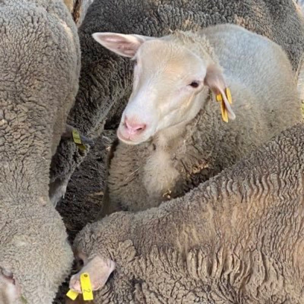 SheepThrills