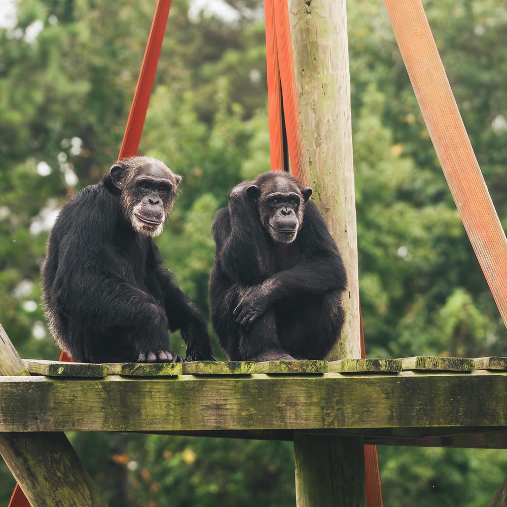 Chimp Haven