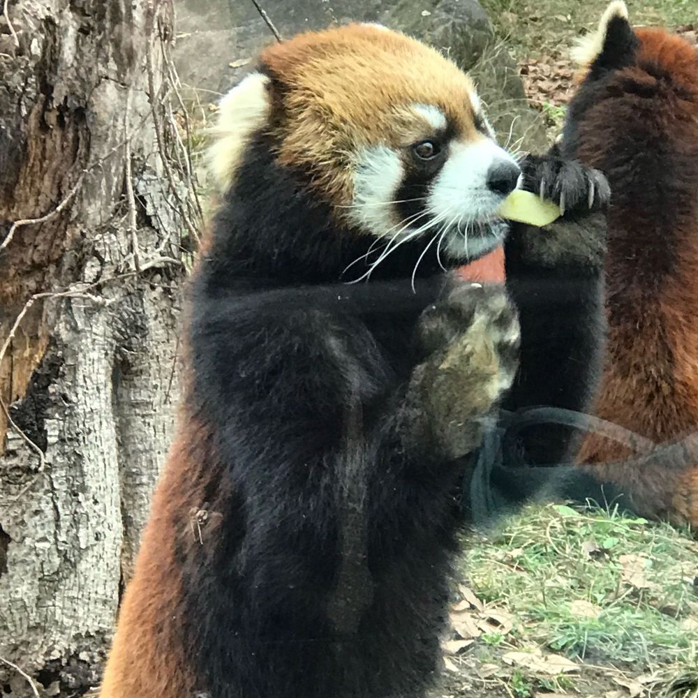 ウィリー